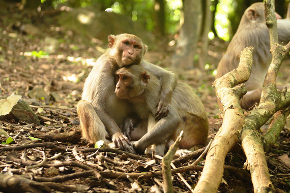 <p>Las interacciones sociales afectan al sistema inmune, según ha comprobado un estudio realizado con macacos Rhesus. / Lauren Brent</p>