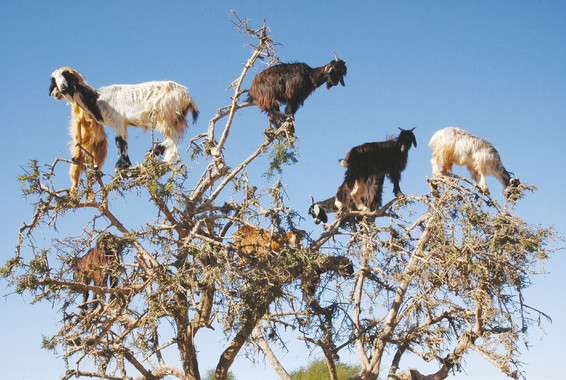 <p>Las cabras trepadoras suben hasta las copas de los arganes para consumir sus hojas, pero también benefician al árbol de otra manera. / H. Garrido/EBD-CSIC</p>
