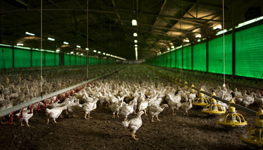 Limpieza y alimentación adecuada de granjas avícolas son requisitos clave para detener circulación de cepas de Campylobacter coli.