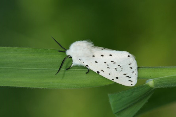 <p>La polillas y las mariposas son dos de los grupos animales que están aumentando su tamaño debido al crecimiento de las ciudades. En la imagen, un armiño blanco (<em>Spilosoma lubricipeda</em>). / Maarten Jacobs </p>