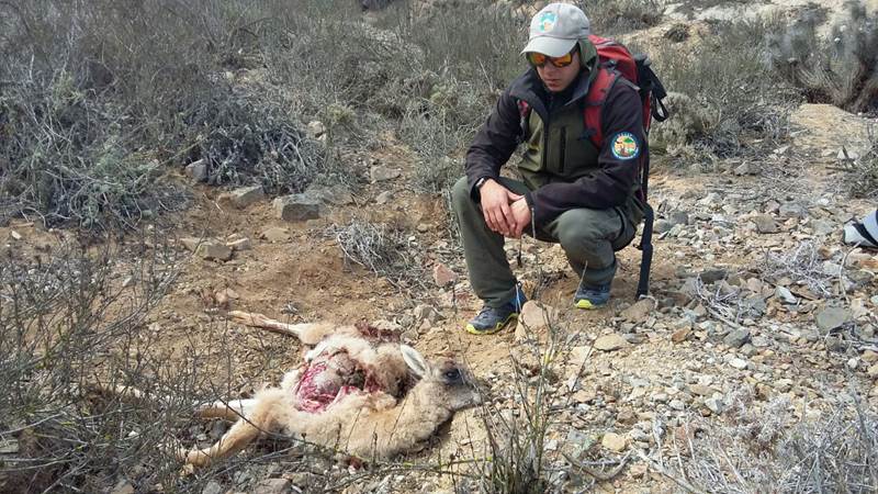 Los perros asilvestrados atacan la fauna nativa, como este guanaco en el Parque Nacional Llanos de Challe.
Crédito: Conaf.