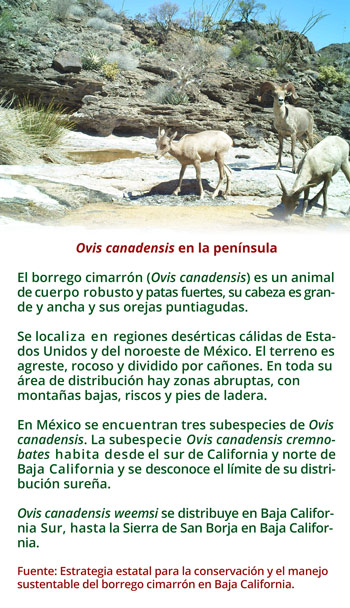 Recuadro de características del borrego cimarrón (Ovis canadensis).
