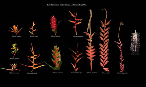 Ilustración "Las Heliconias, platanillas de la Península de Osa, se muestran 11 variedades  y link a ver la foto más grandes