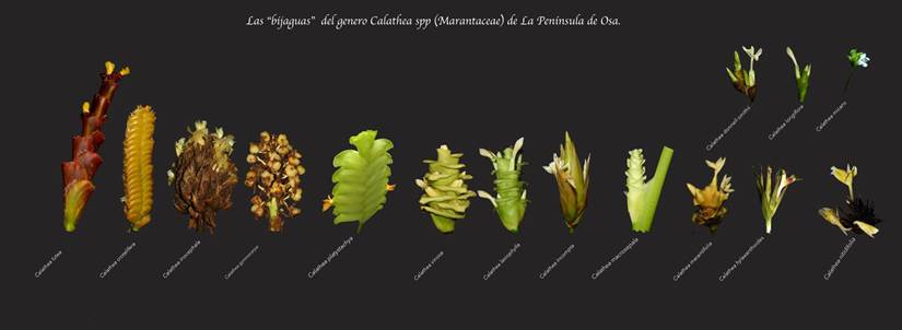Ilustración "Las Bijauas" del género Calathea Spp (Marantaceae) de la Península de Osa, se muestran 15 variedades y link a ver la foto más grandes