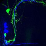Foto de una neurona, en fondo negro se representa en verde y azul.

https://www.agenciacyta.org.ar/content/uploads/2020/10/Imagen-2-cyt-Neuronas-reloj-150x150.jpg