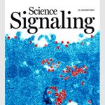 https://www.agenciacyta.org.ar/content/uploads/2021/01/cyt-Imagen-tapa-de-la-revista-Science-Signaling-150x150.jpg