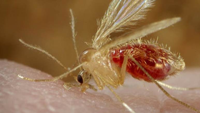 Flebótomo hembra —también conocido como mosquito de arena—, transmisor de la leishmaniasis.