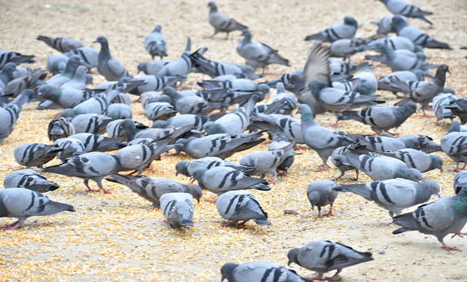 pigeons-2530150_960_720