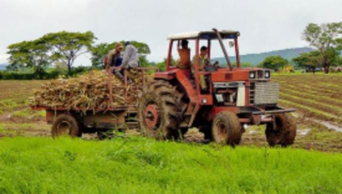 Brasileño premiado por cultivo sostenible de caña de azúcar