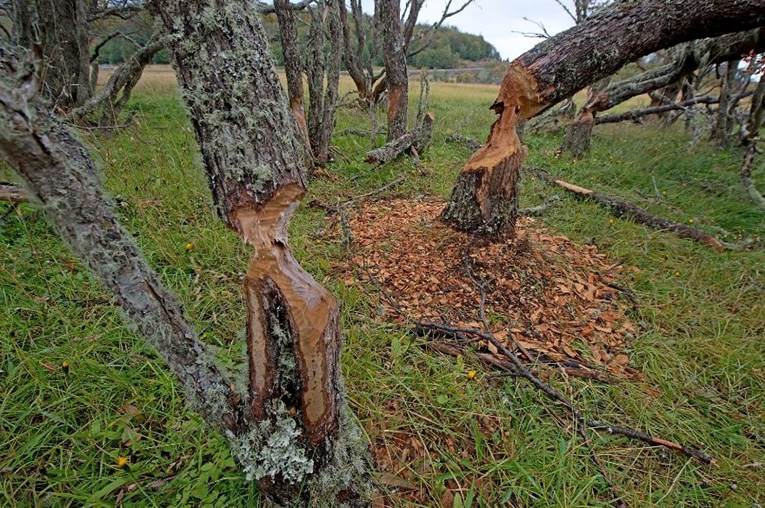 10-Chile especies invasoras-castor troncos mordidos