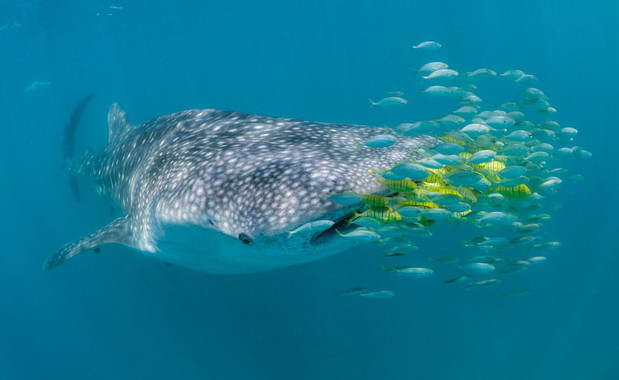 <p>Tiburón ballena en la Isla de Mafia en Tanzania. / www.simonjpierce.com</p>