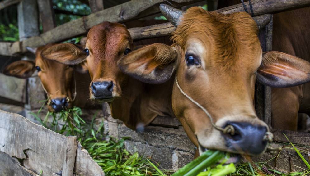 Las vacas son muy sensibles a las bacterias patógenas que provocan la leptospirosis.