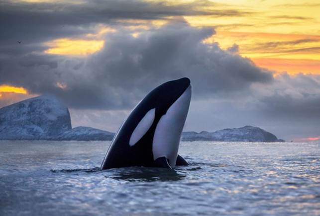<p>Las poblaciones donde las orcas de presas como focas y atunes están más amenazadas. / Audun Rikardsen</p>