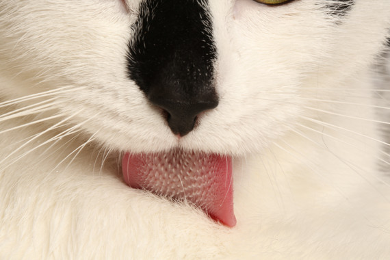 <p>Las lenguas de gato tienen papilas que desempeñan un importante papel en el aseo felino. / Candler Hobbs</p>