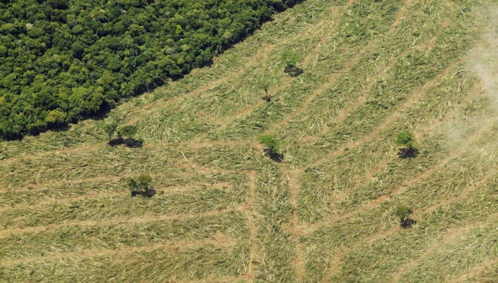 Selva tropical brasileña puede perder protección legal