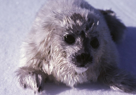 <p>Una cría de foca anillada, aún con su pelaje blanco, sobre la superficie del hielo. / Ian Stirling</p>