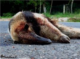 Foto de oso hormiguero muerto en la calle.