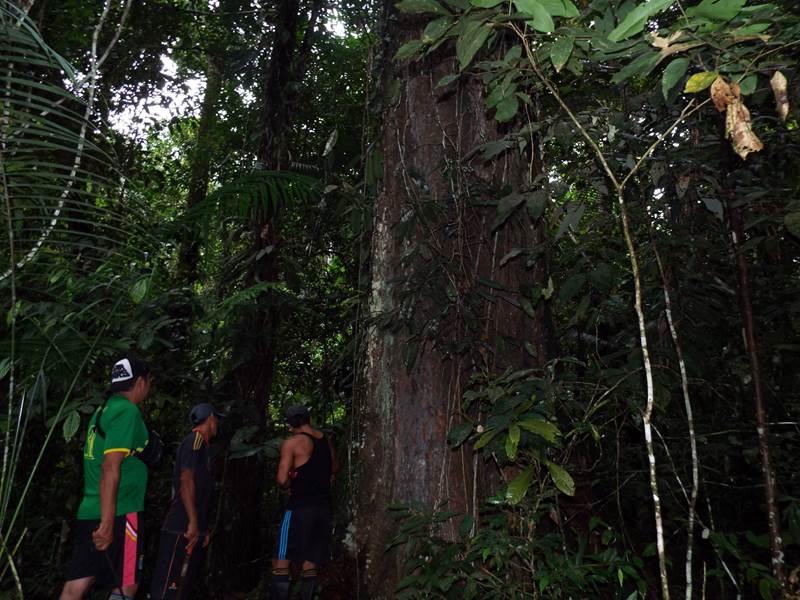 Grupo de personas en el bosque inspeccionando árboles.
arboles amazonicos by serfor.JPG