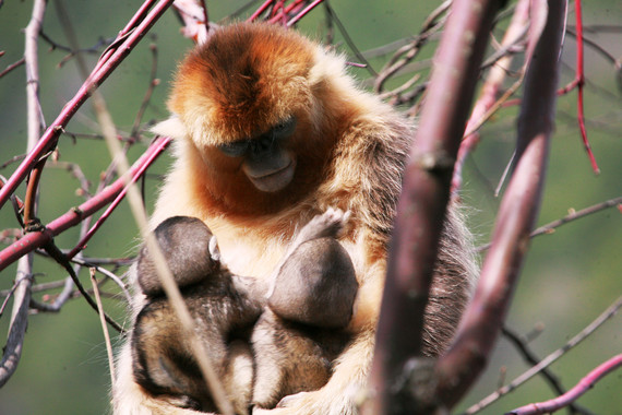 Foto de una hembra de mono dorado, subida en un árbol amamantando simultáneamente a dos crías / Zuofu Xiang