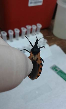 Foto de insecto triatomíneos, anaranjado con pintas negras.