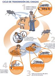 Foto con el Ciclo biológico de la vinchuca.
La vinchuca (Triatoma infestans) es un Insecto hemíptero que se alimenta de sangre y es la encargada de transmitir la enfermedad de Chagas.
Fuente Gerardo Marti (CEPAVE, CONICET-UNLP, Argentina).
