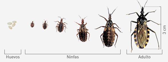 Foto de la evolución de insecto desde los huevos hasta las ninfas.
