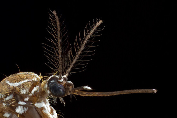 Foto grande de la cabeza de un mosquito hembra de la especie (Aedes aegypti) / Alex Wild