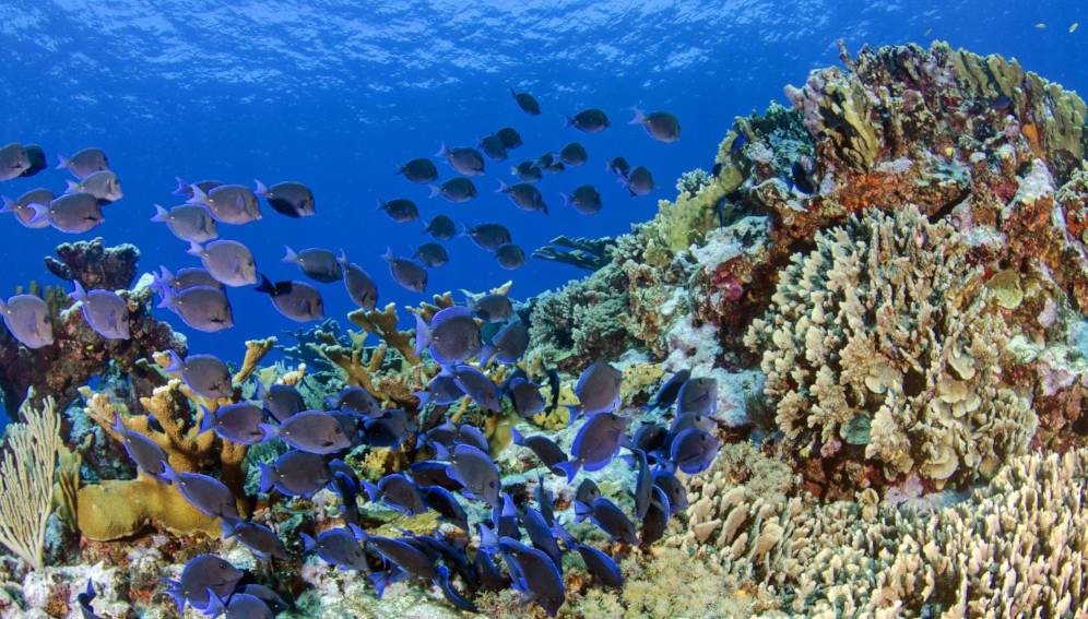 Foto del fondo del mar, con un cardumen de peces cirujano (peces de color azul) (Acanthurus coeruleus) se alimenta de algas en un arrecife de coral. 