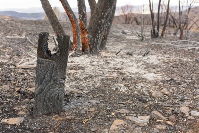 Foto de un terreno despúes de un incendio, varios troncos acabados por el fuego.