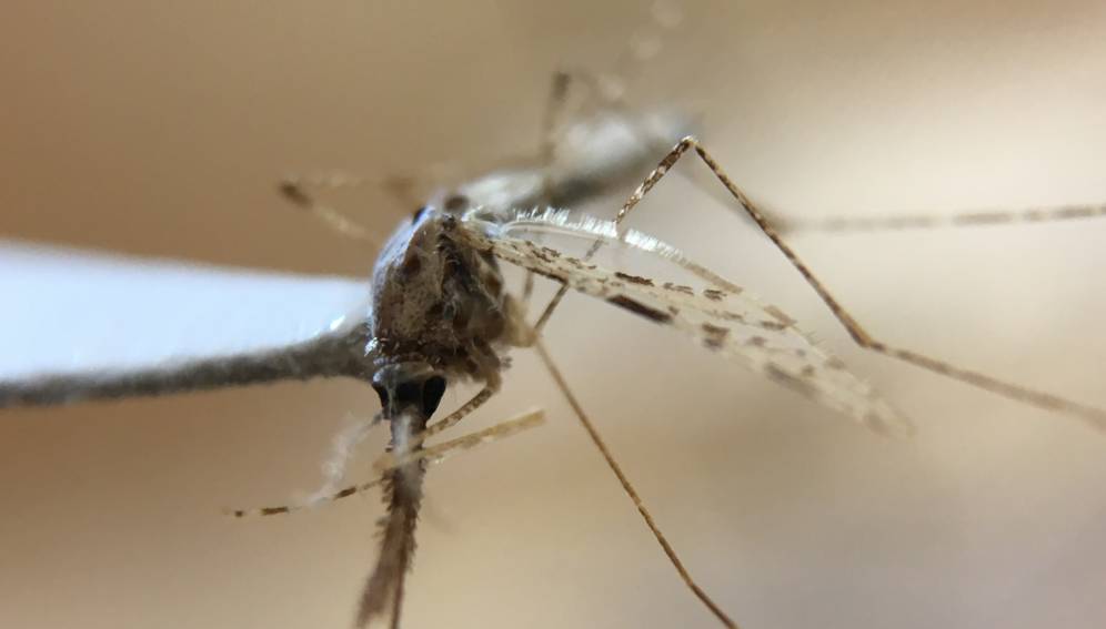 Primer plano de un mosquito Anopheles, transmisor de la malaria.