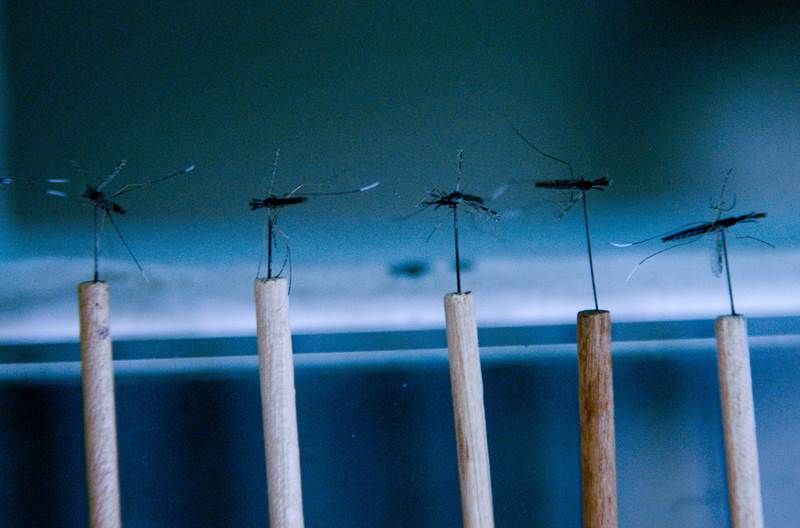 Fotos de los mosquitos en el laboroatrio, anopheles by vinicius marinho, fiocruz