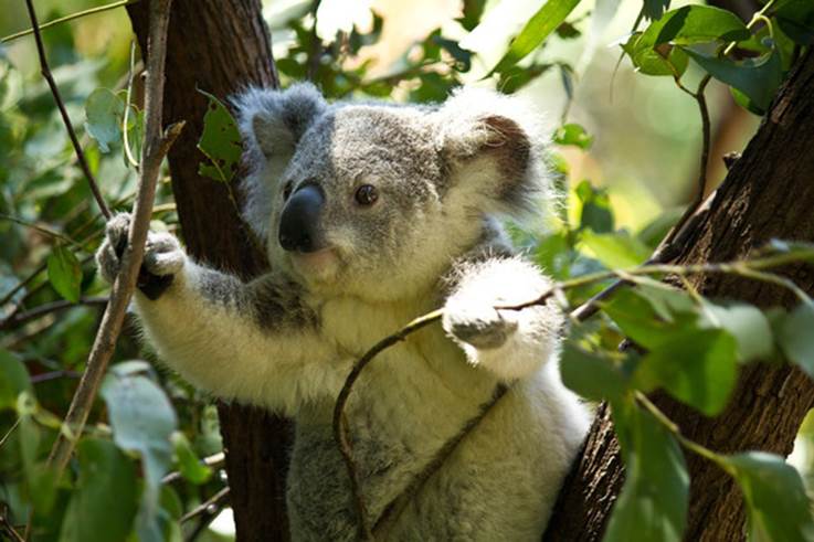 Foto ilustrativa, un koala en un árbol.