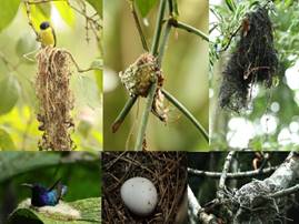 Foto con seis imagenes tipo collage de aves, huevos y diferentes nidos de ave.
