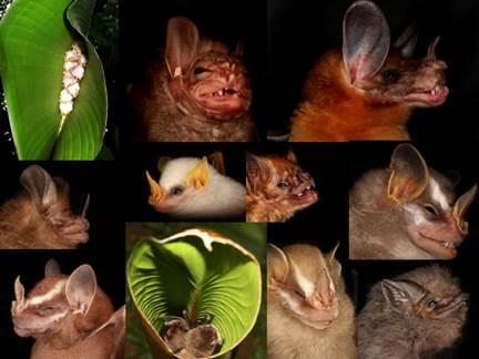 Foto tipo collage con 11 diferentes fotos de murciélagos.