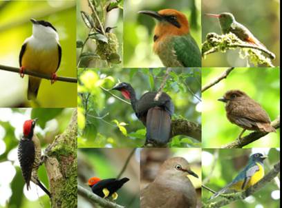 Foto tipo collage con 10 fotos distintas de pájaros en diversas posiciones.