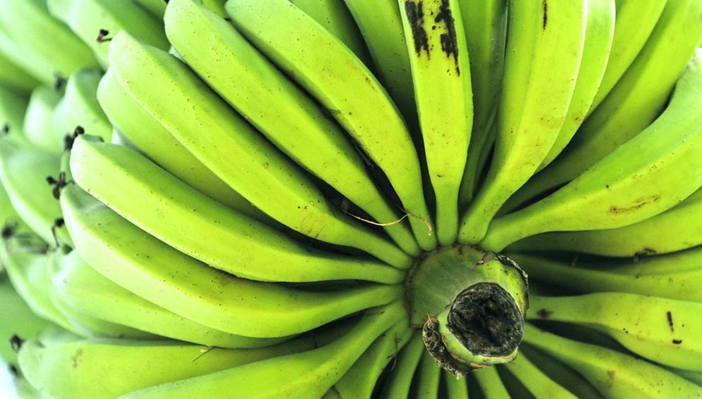 Foto de una mano de bananos verde.