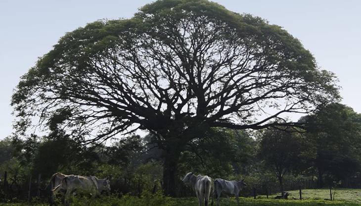 Foto de un árbol de Guanacaste adulto, bajo él pasta ganado.
