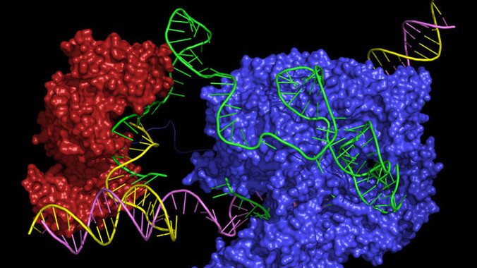 Foto agrandada de dos enzimas, se muestran como dos grupos de bolitas rojo y azul y entre ellas la cadena de ADN en colores verde, amarillo y rosado.

<p>El prime editor une dos enzimas, Cas9 (azul) y transcriptasa inversa (roja), a un ARN guía (verde) que lleva el complejo a un lugar específico en la doble hélice del ADN (amarillo y púrpura) y también contiene el código para la inserción de ADN nuevo en ese punto / Peyton Randolph</p>