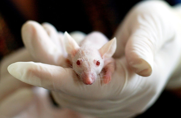 Foto ilustrativa una mano sostiene un ratón de laboratorio.
<p>Ratón de laboratorio. / Pixabay</p>