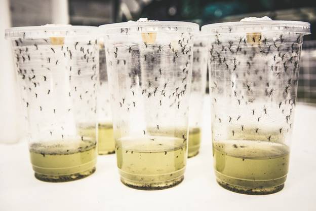 En la foto se muestras unos frascos con los mosquitos criados en el laboratorio.