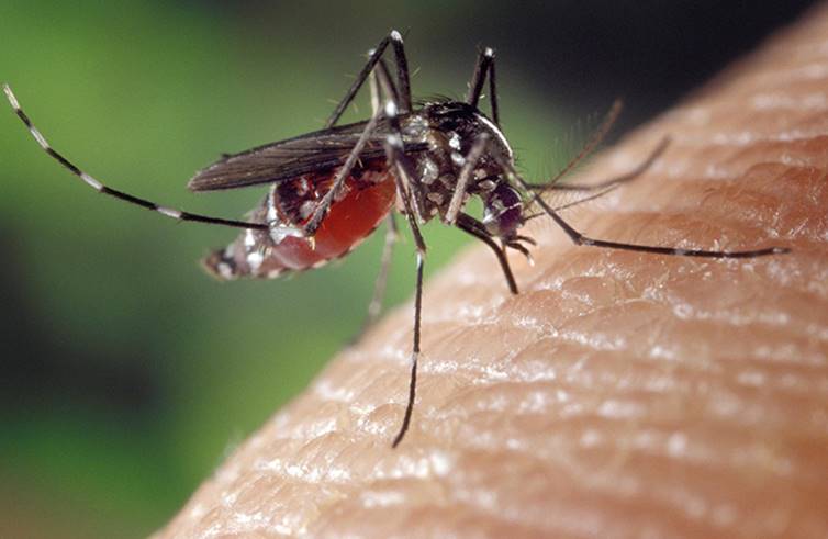 Foto grande de un mosquito picando un brazo humano.