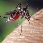 Misma foto de arriba. Foto grande de un mosquito picando un brazo humano.
https://www.agenciacyta.org.ar/content/uploads/2020/01/Mosquito-Aedes-aegypti-150x150.jpg