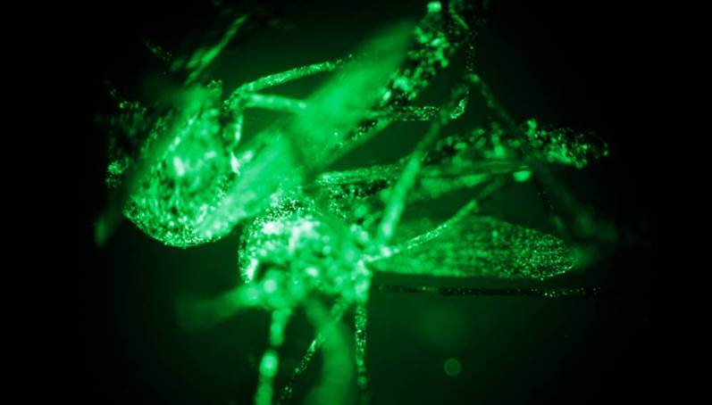 Un mosquito de color verde fosforescente, sobre una superficie de agua.