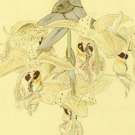 Acuarela de la orquídea «Stanhopea gibbosa»