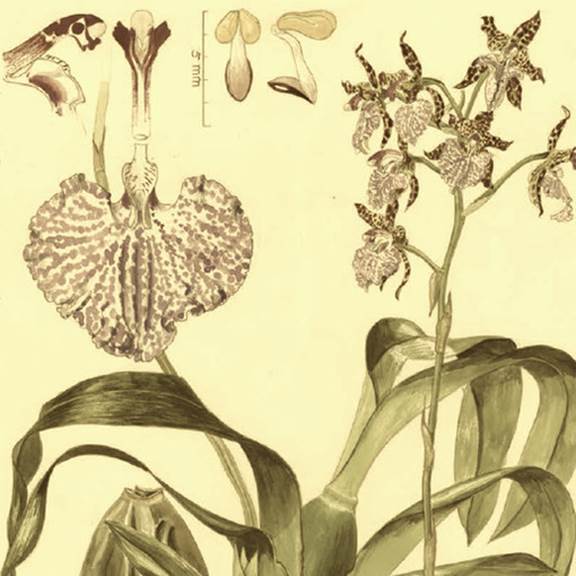 Acuarela de la orquídea «Odontoglossum (Rhynchostele) uroskinneri»