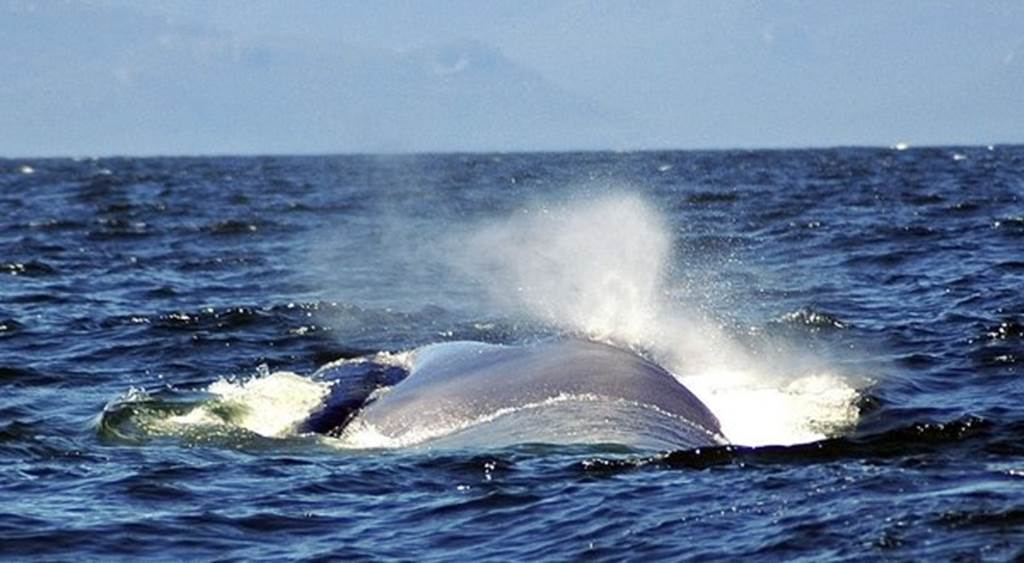 La migración de ballenas azules, unos mamíferos de más de 100 toneladas, ha sido estudiada durante mucho tiempo, pero hasta ahora no se sabía cómo establecían su itinerario. EFE/Archivo.