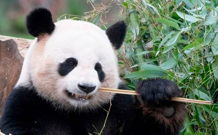 El oso panda Jiao Qing.