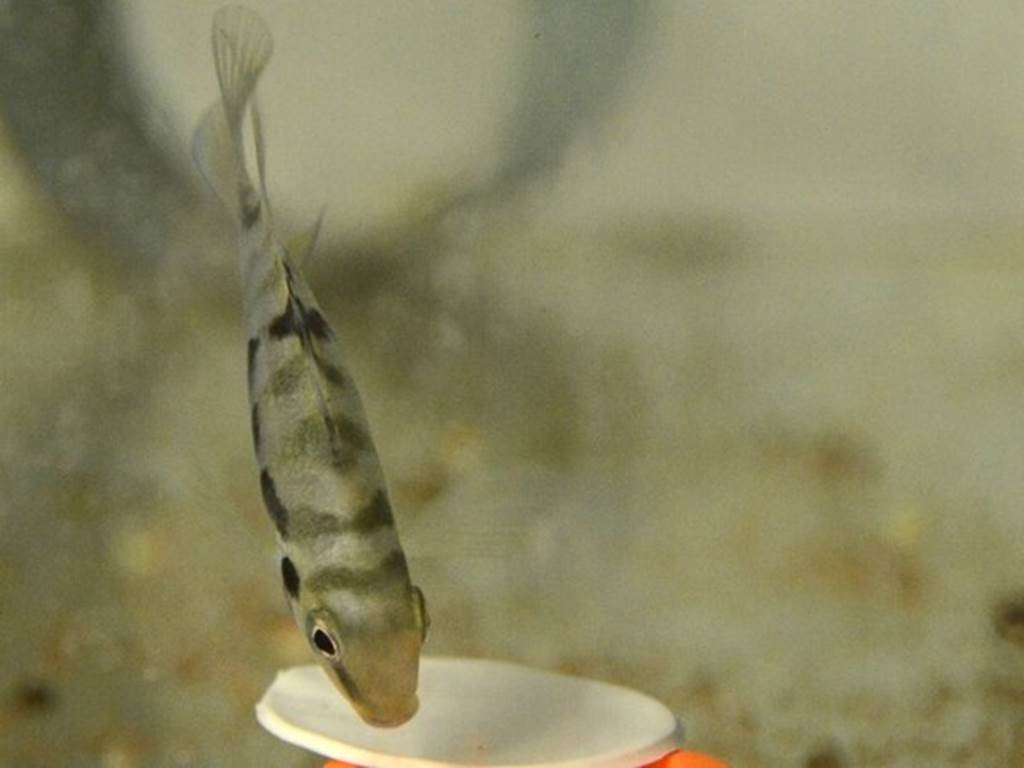 Este pez, conocido por ser monógamo, se deprime cuando no está con su pareja y además las hembras, cuando son apareadas con un macho que no es el de su preferencia, tienen un comportamiento 