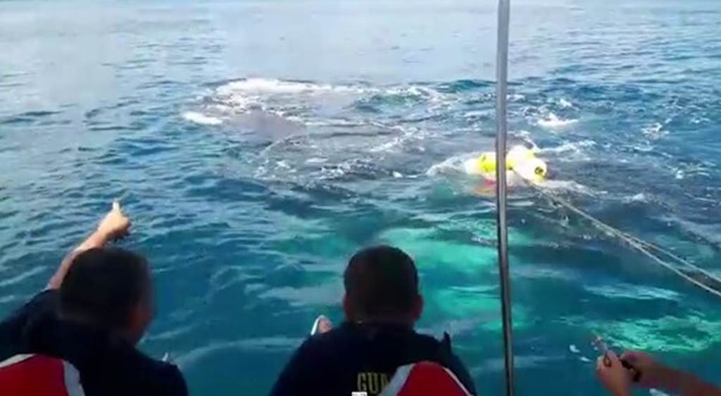 Oficiales de Guardacostas observan a la ballena y sus dos crías mientras luchaban para liberarse de las redes de pesca. Foto: Captura de pantalla de video facilitado por el Ministerio de Seguridad Pública.