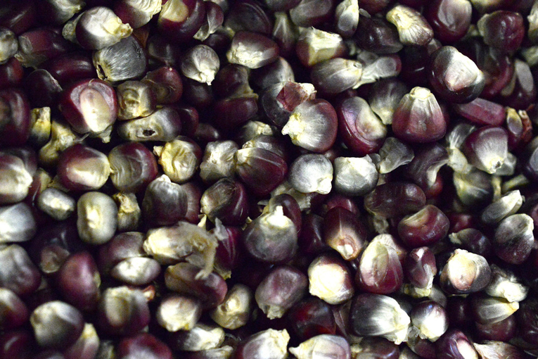  Así se ve el maíz pujagua. El color puede ser morado oscuro o claro, según la clase.